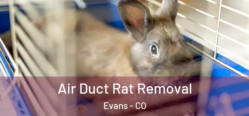  Air Duct Rat Removal Evans - CO