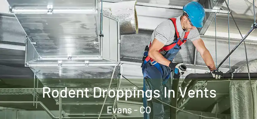  Rodent Droppings In Vents Evans - CO